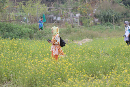 the  Rape flower on field at Sha Lo Tung Cheung Uk