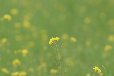 yellow green field in spring at Sha Lo Tungの写真素材