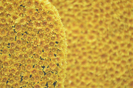 the Colorful yellow chrysanthemum flower at spring