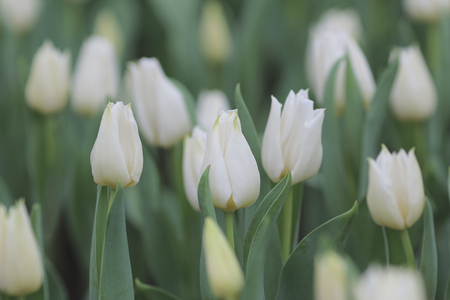 the Tulip flower fields  at flower showの写真素材