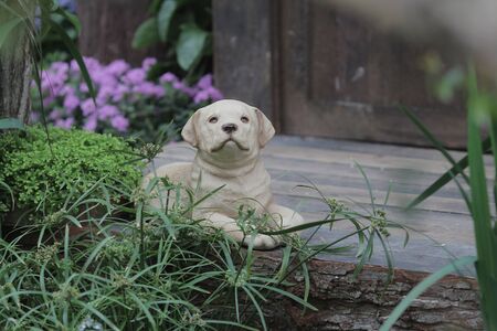 in front of the garden of the funny dollの写真素材