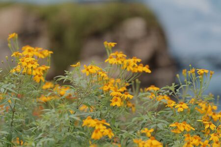 the  flower beds in formal gardenの写真素材