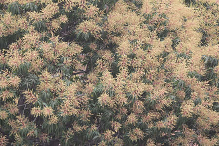 the Green fresh plants closeup for background