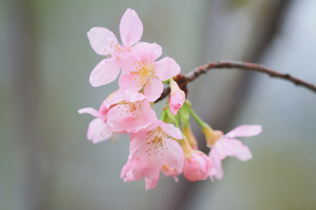 the cerasus campanulata at hong kong TKOの写真素材