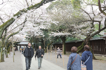 Sakura of Tokyo cherry blossoms in full bloom and the Yasukuni Shrineのeditorial素材