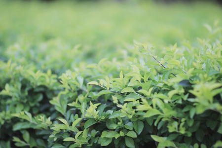 the green plant, green clover back ground