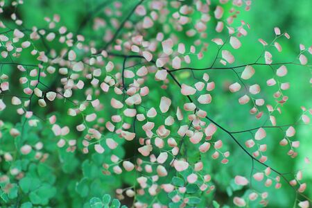 the  Delta Maidenhair fern in color redの写真素材