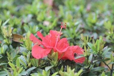 the flower at nature at the parkの写真素材