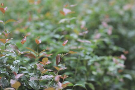 the Green plant in a parkの写真素材