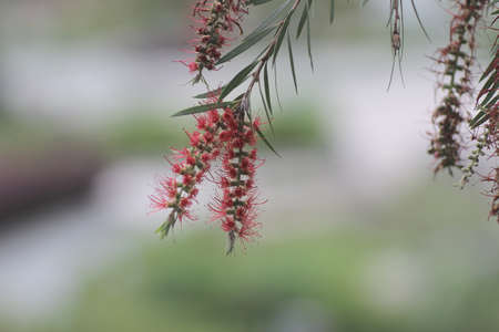 the Green plant in a parkの写真素材