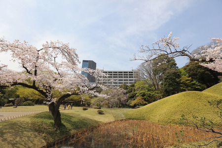 beautiful blooming cherry tree avenue at Koishikawaのeditorial素材
