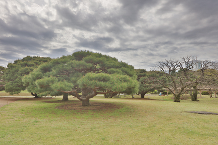 nice example of a traditional Japanese garden in an urbanのeditorial素材