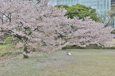 nice example of a traditional Japanese garden in an urbanのeditorial素材