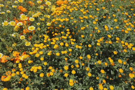The flower garden of historical brick warehous in Yokohamaのeditorial素材
