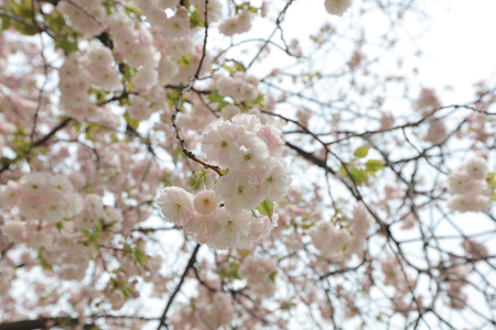 nice example of a traditional Japanese garden in an urbanのeditorial素材