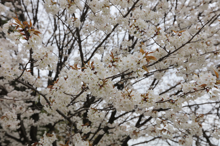 nice example of a traditional Japanese garden in an urbanのeditorial素材