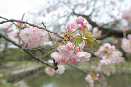 nice example of a traditional Japanese garden in an urbanのeditorial素材