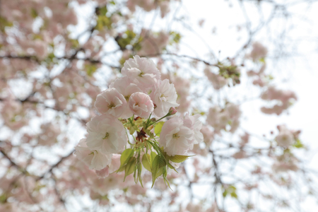 nice example of a traditional Japanese garden in an urbanのeditorial素材