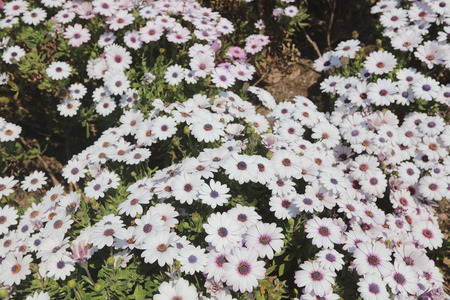 The flower garden of historical brick warehous in Yokohamaの写真素材