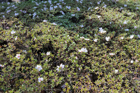 Asakusa Denpoin Gardens  Tokyos Hidden Gemのeditorial素材