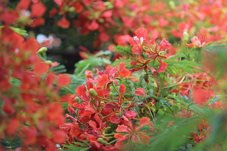 the Flame Tree Flower - Royal Poinciana Treeのeditorial素材