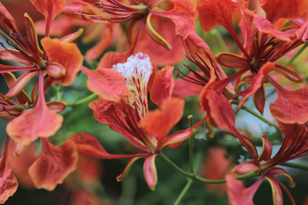 the Flame Tree Flower - Royal Poinciana Treeの写真素材