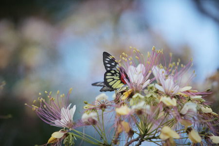 the large tree of butterfly  stay onの写真素材