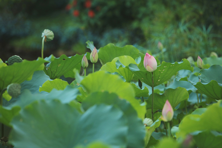The beautiful blossoming lotusの写真素材