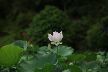 the blooming lotus in the green leaves backgroundの写真素材