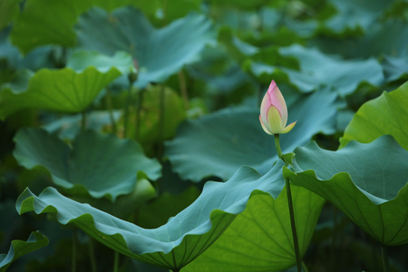 The beautiful blossoming lotus in summerの写真素材