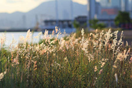 Golden evening on the meadow, rural summer backgroundsの写真素材