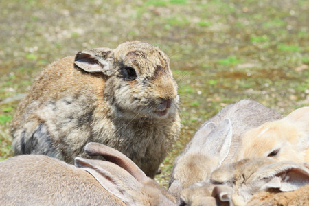 the bunny at  Okunoshima, Hiroshima, Japanの写真素材