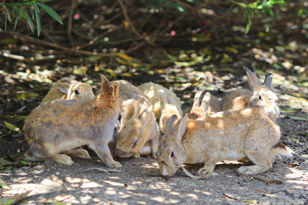 the Young Rabbit in Countryside Gardenの写真素材