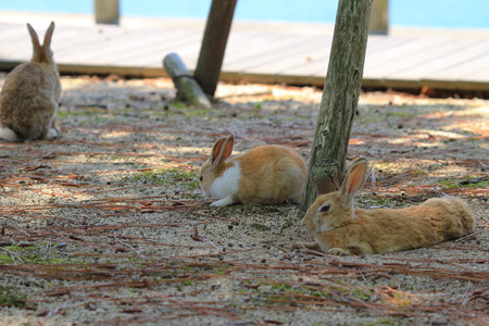 Cute Rabbit at  Okunoshima, Hiroshimaの写真素材