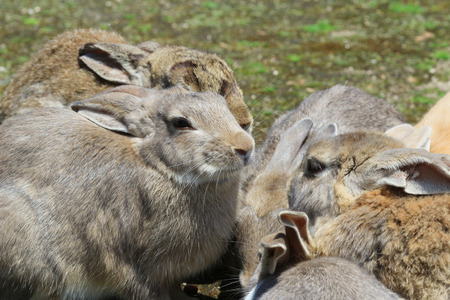 group of rabbit are eatting  at  Okunoshima,の写真素材