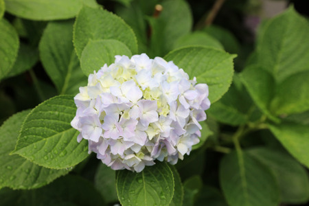 the hydrangea blue hydrangeas summerのeditorial素材