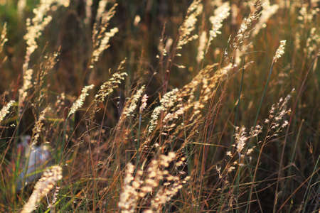 Golden evening on the meadow, rural summer backgroundsの写真素材
