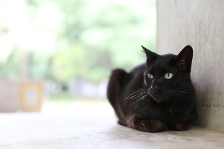 Black cat sit down the street japanの写真素材