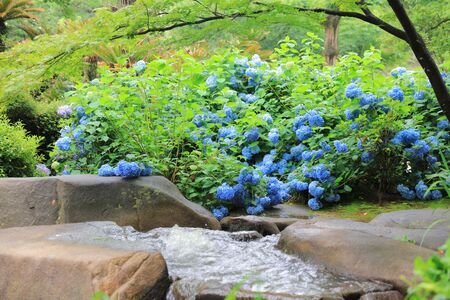 the hydrangea blue hydrangeas summerの写真素材