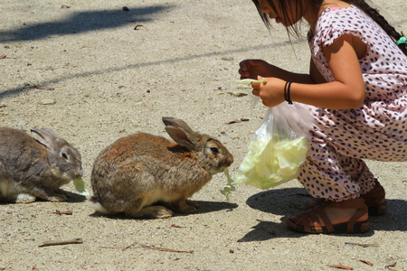 feeding rabbit at Okunoshima, Hiroshima, Japanの写真素材