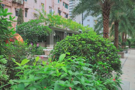 The small plant in afternoon at wan chaiの写真素材