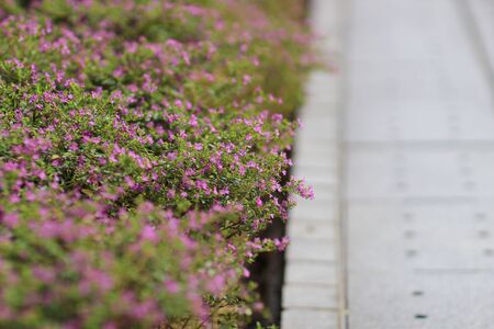 the Gypsophila (Baby's-breath flowers), light, airy massesの写真素材