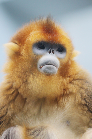 Ocean Park announced the loss of a Golden Snub nosed Monkeyの写真素材
