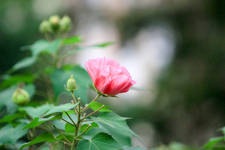 the Pink beautiful flower, Hibiscus mutabilis 2016の写真素材