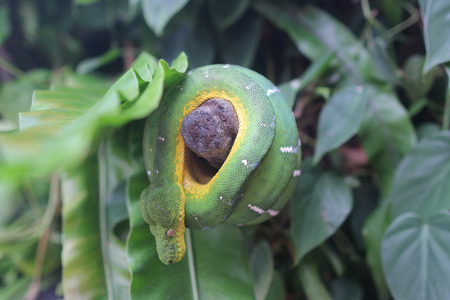 Close up Green emerald tree boa