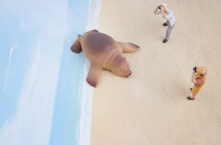 the figure man taking photo with sea lionの写真素材