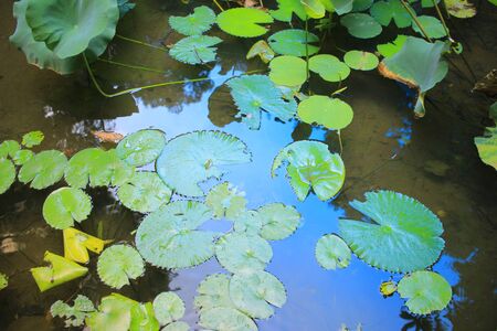 the water and lily leaf at poolのeditorial素材
