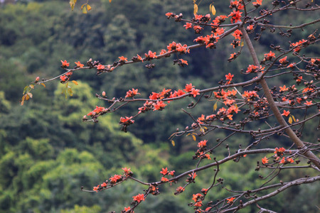 the Bombax ceiba tree with red flower 2017