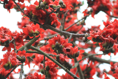 the close up Bombax ceiba flower in the gardenの写真素材