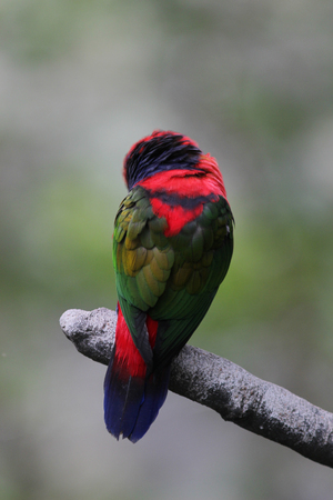 the parrot name Eos bornea at natureの写真素材